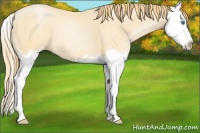 Horse Color:Buckskin Pearl Splash 