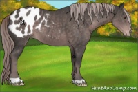 Horse Color:Platinum Liver Chestnut Appaloosa 
