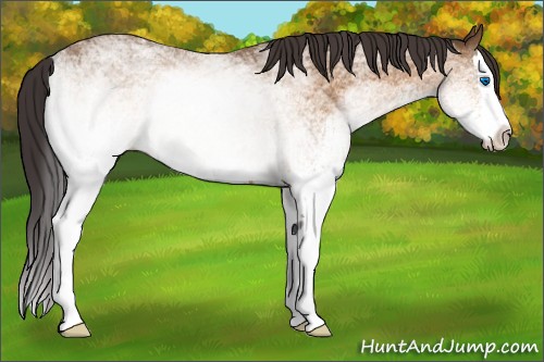 Horse Color:White Spotted Buckskin Splash Rabicano 