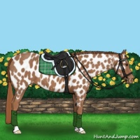Horse Color:Chestnut Near Leopard 