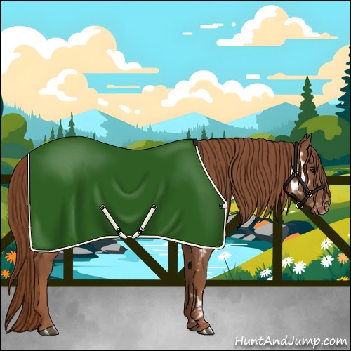 Horse Color:Chestnut Appaloosa 