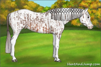 Horse Color:Bay Splash Tobiano Appaloosa and Bay Splash Tobiano Appaloosa