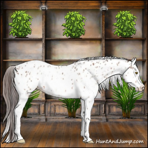 Horse Color:Sable Champagne Appaloosa and White Spotted Sable Champagne Appaloosa