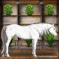 Horse Color:Sable Champagne Appaloosa  and White Spotted Sable Champagne Appaloosa 
