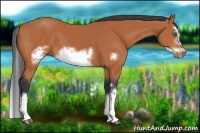 Horse Color:Bay Splash Frame