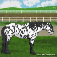 Horse Color:Black Appaloosa 