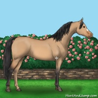 Horse Color:Bay Dun