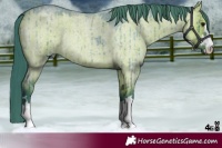 Horse Color:Watercolor Grullo Roan Brindle 