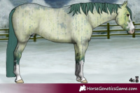 Horse Color:Watercolor Grullo Roan Brindle 