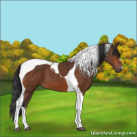 Horse Color:Bay Tobiano 