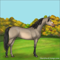 Horse Color:Bay Dun