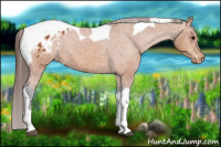 Horse Color:Bay Tobiano Appaloosa 