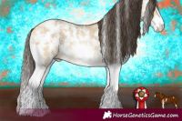 Horse Color:Buckskin Dun Sabino Rabicano