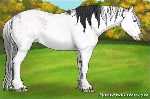 Horse Color:Bay Sabino Splash Rabicano 