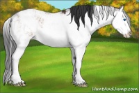 Horse Color:Bay Sabino Splash Rabicano 