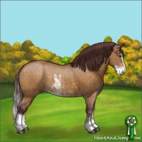 Horse Color:Chocolate Buckskin Dun Sabino Rabicano 