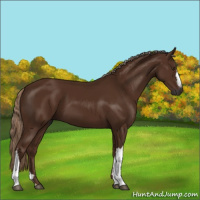 Horse Color:Gray Chestnut 