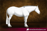 Horse Color:Cremello Blanket 