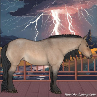 Horse Color:Bay Roan Dun 