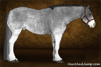 Horse Color:White Spotted Blue Roan 