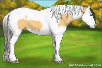 Horse Color:Buckskin Dun Sabino Splash Tobiano 