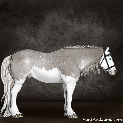 Horse Color:Silver Black Splash 