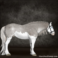Horse Color:Silver Black Splash