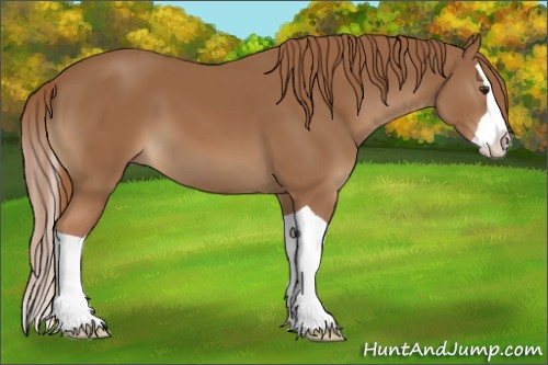 Horse Color:Chestnut Splash 