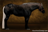 Horse Color:Void White Spotted Silver Black Appaloosa 