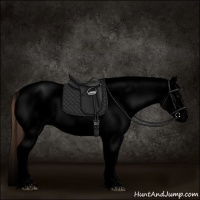 Horse Color:Void White Spotted Grullo Appaloosa