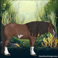 Horse Color:Bay Splash Frame 