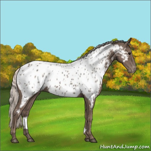 Horse Color:Silver Black Appaloosa