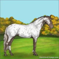 Horse Color:Silver Black Appaloosa 