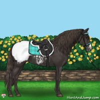 Horse Color:Smoky Black Appaloosa 