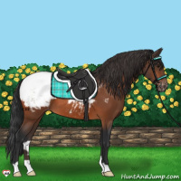 Horse Color:Bay Appaloosa 