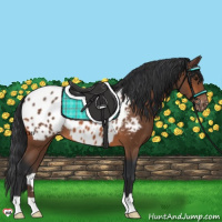 Horse Color:Bay Appaloosa 