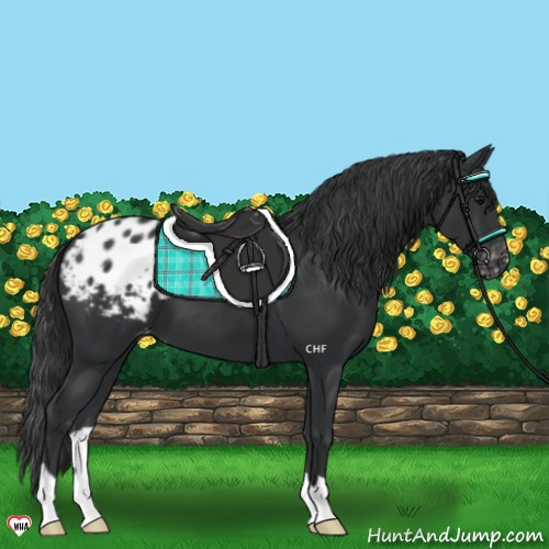 Horse Color:Black Appaloosa 