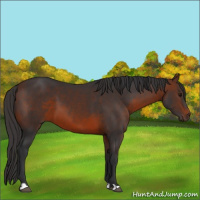 Horse Color:Brown Sabino