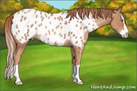 Horse Color:Gold Champagne Sabino Splash Appaloosa 