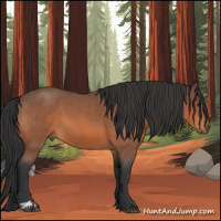 Horse Color:Bay Roan Sabino 