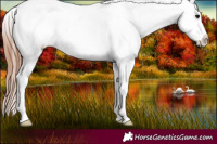 Horse Color:Grullo Appaloosa