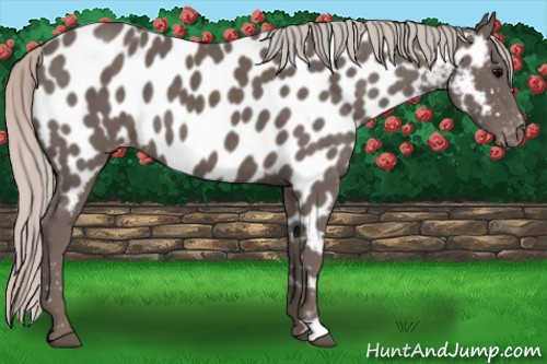 Horse Color:Silver Black Near Leopard 