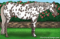 Horse Color:Silver Black Appaloosa 