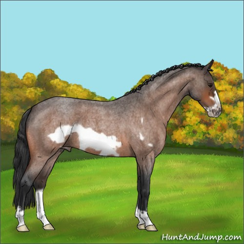 Horse Color:Bay Roan Frame