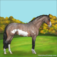 Horse Color:Bay Roan Frame