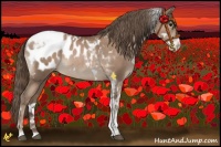 Horse Color:White Spotted Black Pearl Tobiano Appaloosa 