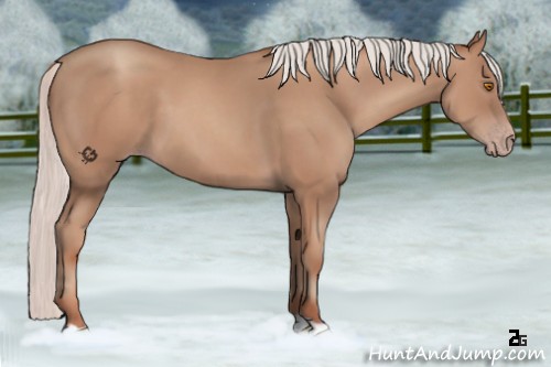 Horse Color:Silver Classic Champagne 