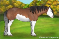 Horse Color:Bay Splash 