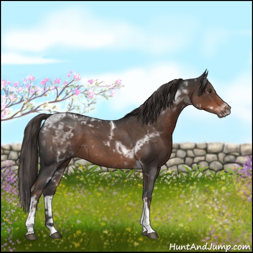 Horse Color:Liver Red Roan Tobiano