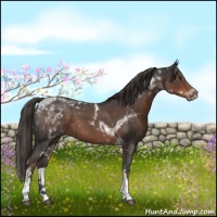 Horse Color:Liver Red Roan Tobiano